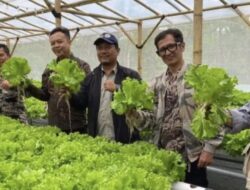 BUMDes Jayamekar Desa Tenjojaya Luncurkan Budidaya Talas dan Hidroponik untuk Dorong Ekonomi Warga