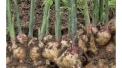 Jahe Gajah Mulai Dikembangkan Petani di Jampangtengah Sukabumi