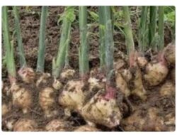 Jahe Gajah Mulai Dikembangkan Petani di Jampangtengah Sukabumi